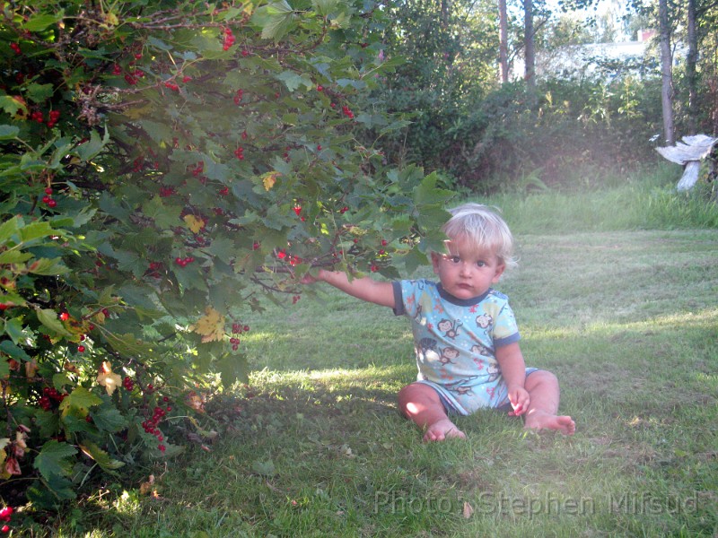 Bennas2010-6373.jpg - Martyn and the vinbär bush